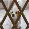 Safety grid extendable bamboo panel 47.5-60 cm high brown protective fence to protect dogs stair guard