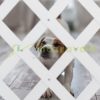 Safety grid extendable bamboo panel 47.5-60 cm high white protective fence to protect dogs stair guard