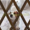 Safety grid extendable bamboo panel 70-82 cm high brown protective fence to protect dogs stair guard