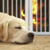 Space divider 70 cm high safety grid 3-panel protective fence to protect dogs or children white protective fence