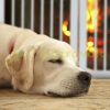 Space divider 92 cm high safety grid 4-panel protective fence to protect dogs or children, white