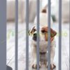 Space divider 92 cm high safety grid 4-panel protective fence to protect dogs or children gray