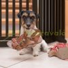 Security grid with partition door 3-panel protective fence for protecting dogs or children, brown
