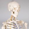 Skeleton anatomical human model life-like life size 181 cm