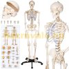 Skeleton anatomical human model life-like life size 181 cm