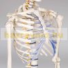 Skeleton anatomical human model life-like life size 181 cm