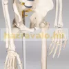 Csontváz