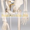 Skeleton anatomical human model life-like life size 181 cm