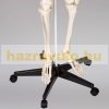 Skeleton anatomical human model life-like life size 181 cm