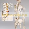 Skeleton anatomical human model life-like life size 181 cm