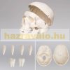 Skeleton anatomical human model life-like life size 181 cm