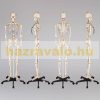 Skeleton anatomical human model life-like life size 181 cm