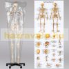 Skeleton anatomical human model life-like life size 181 cm