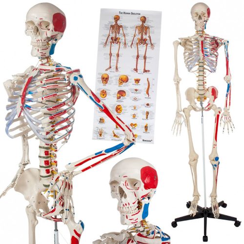 Human-sized anatomical skeleton muscles marking years bones and muscles with numbering human model life-like life-size 181 cm