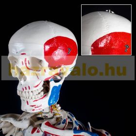   Ember nagyságú anatómiai csontváz izmok jelölésévek a csontok és az izom számozással ember modell élethű életnagyságú 181 cm