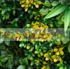 Artificial plant decor wall 12 lifelike leaves 50x50x5 cm wall artificial plant green wall flower wall plant wall