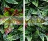 Artificial plant decor wall 12 lifelike holly 50x50x5 cm wall artificial plant green wall flower wall plant wall