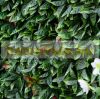 Artificial plant decor wall 12 lifelike holly 50x50x5 cm wall artificial plant green wall flower wall plant wall
