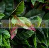 Artificial plant decor wall 12 lifelike holly 50x50x5 cm wall artificial plant green wall flower wall plant wall