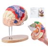 Human brain model anatomical model 4 parts 2x magnification brain model