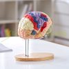 Human brain model anatomical model 4 parts 2x magnification brain model