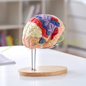   Emberi agy modell anatómiai modell 4 részes 2-szeres nagyítású agy modell