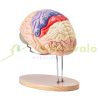 Human brain model anatomical model 4 parts 2x magnification brain model