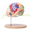 Human brain model anatomical model 4 parts 2x magnification brain model