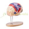 Human brain model anatomical model 4 parts 2x magnification brain model