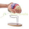 Human brain model anatomical model 4 parts 2x magnification brain model