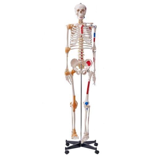 Human skeleton model 182 cm lifelike PVC anatomical model 