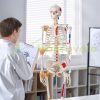 Human skeleton model 182 cm lifelike PVC anatomical model 