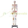 Human skeleton model 182 cm lifelike PVC anatomical model 