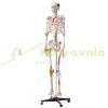 Human skeleton model 182 cm lifelike PVC anatomical model 