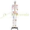 Human skeleton model 182 cm lifelike PVC anatomical model 