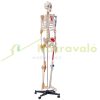 Human skeleton model 182 cm lifelike PVC anatomical model 