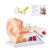 Human Ear Anatomy 3D Model, 3 Parts 5x Magnification Professional PVC Anatomical Ear Model Teaching Aid