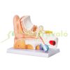 Human Ear Anatomy 3D Model, 3 Parts 5x Magnification Professional PVC Anatomical Ear Model Teaching Aid