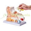 Human Ear Anatomy 3D Model, 3 Parts 5x Magnification Professional PVC Anatomical Ear Model Teaching Aid