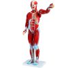 27-part anatomical model human torso, anatomical human model with removable organs, for learning the muscular system