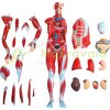 27-part anatomical model human torso, anatomical human model with removable organs, for learning the muscular system