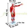 27-part anatomical model human torso, anatomical human model with removable organs, for learning the muscular system