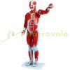 27-part anatomical model human torso, anatomical human model with removable organs, for learning the muscular system