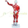 27-part anatomical model human torso, anatomical human model with removable organs, for learning the muscular system