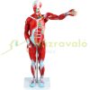 27-part anatomical model human torso, anatomical human model with removable organs, for learning the muscular system