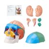 Human Skull Model 8 Part Brain and 3 Part Skull Lifelike Painted Anatomical Skull Model Anatomical PVC Skull