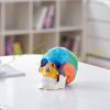 Human Skull Model 8 Part Brain and 3 Part Skull Lifelike Painted Anatomical Skull Model Anatomical PVC Skull