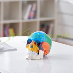   Emberi koponya modell 8 részes agy és 3 részes koponya, élethű festett anatómiai koponya modell anatómiai PVC koponya