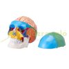 Human Skull Model 8 Part Brain and 3 Part Skull Lifelike Painted Anatomical Skull Model Anatomical PVC Skull