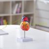 Lifelike human heart model, 2-part 1:1 anatomical heart model with PVC base